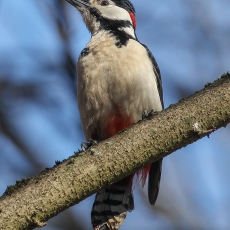 Didysis margasis genys - Dendrocopos major | Fotografas Gintautas Steiblys