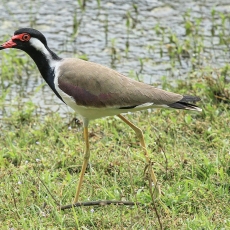 Indinė pempė - Vanellus indicus | Fotografas Gintautas Steiblys