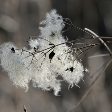 Gelsvoji raganė - Clematis vitalba | Fotografas Gintautas Steiblys