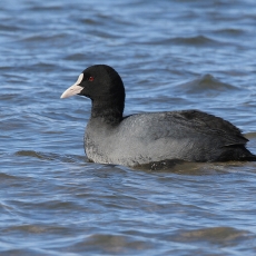 Paprastasis laukys - Fulica atra | Fotografas Gintautas Steiblys