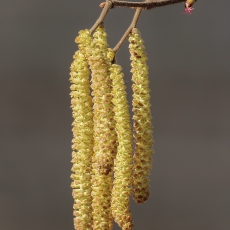 Paprastasis lazdynas - Corylus avellana, vyriškas žiedynas | Fotografas Gintautas Steiblys