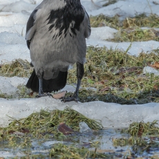 Pilkoji varna - Corvus cornix | Fotografas Gintautas Steiblys