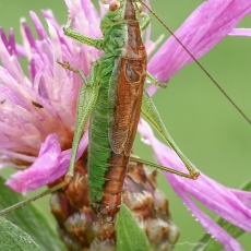 Pelkinis smailiagalvis - Conocephalus dorsalis ♂ | Fotografas Gintautas Steiblys