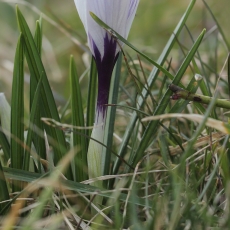Pavasarinis krokas - Crocus vernus | Fotografas Gintautas Steiblys