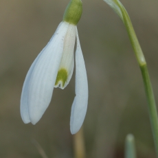 Baltoji snieguolė - Galanthus nivalis | Fotografas Gintautas Steiblys