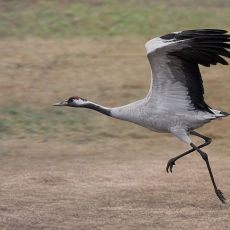 Pilkoji gervė - Grus grus | Fotografas Gintautas Steiblys