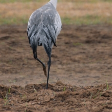 Pilkoji gervė - Grus grus | Fotografas Gintautas Steiblys