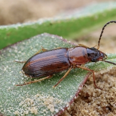 Viržiažygis - Bradycellus ruficollis | Fotografas Gintautas Steiblys