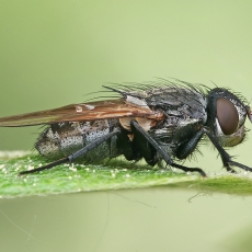 Pilkoji lavonmusė - Pollenia sp. | Fotografas Gintautas Steiblys
