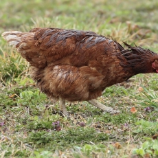 Naminė višta - Gallus gallus var. domesticus ♀ | Fotografas Gintautas Steiblys