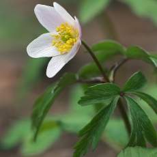Baltažiedė plukė - Anemonoides nemorosa | Fotografas Gintautas Steiblys