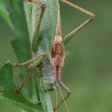 Žiogas giesmininkas - Tettigonia cantans | Fotografas Gintautas Steiblys