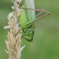 Dvispalvis spragtukas - Bicolorana bicolor ♂ | Fotografas Gintautas Steiblys