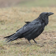 Paprastasis kranklys - Corvus corax | Fotografas Gintautas Steiblys