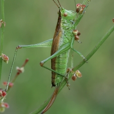 Pelkinis smailiagalvis - Conocephalus dorsalis ♀ | Fotografas Gintautas Steiblys