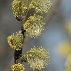 Paprastoji blindė - Salix caprea | Fotografas Gintautas Steiblys