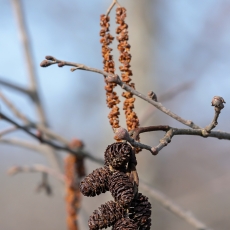 Baltalksnis - Alnus incana, kankorėžėliai | Fotografas Gintautas Steiblys