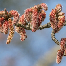 Baltoji tuopa - Populus alba, vyriški žirginiai | Fotografas Gintautas Steiblys