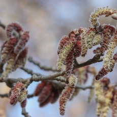 Baltoji tuopa - Populus alba, vyriški žirginiai | Fotografas Gintautas Steiblys