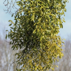 Paprastasis amalas - Viscum album | Fotografas Gintautas Steiblys