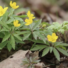 Geltonžiedė plukė - Anemonoides ranunculoides | Fotografas Gintautas Steiblys