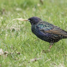 Paprastasis varnėnas - Sturnus vulgaris | Fotografas Gintautas Steiblys