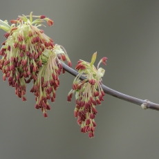 Uosialapis klevas - Acer negundo | Fotografas Gintautas Steiblys