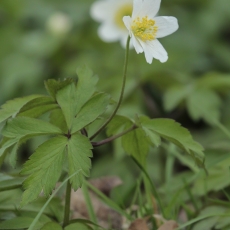 Baltažiedė plukė - Anemonoides nemorosa | Fotografas Gintautas Steiblys