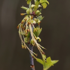 Uosialapis klevas - Acer negundo | Fotografas Gintautas Steiblys