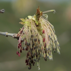 Uosialapis klevas - Acer negundo | Fotografas Gintautas Steiblys