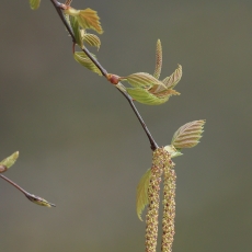 Karpotasis beržas - Betula pendula | Fotografas Gintautas Steiblys