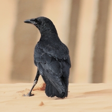 Dykuminis kranklys - Corvus ruficollis | Fotografas Gintautas Steiblys