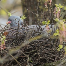 Paprastasis keršulis - Columba palumbus | Fotografas Gintautas Steiblys