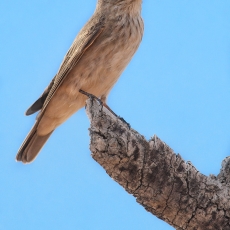 Pilkoji musinukė - Muscicapa striata | Fotografas Gintautas Steiblys