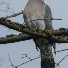 Paprastasis keršulis - Columba palumbus | Fotografas Gintautas Steiblys
