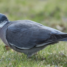 Paprastasis keršulis - Columba palumbus | Fotografas Gintautas Steiblys