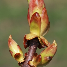 Paprastasis kaštonas - Aesculus hippocastanum, pumpuras | Fotografas Gintautas Steiblys