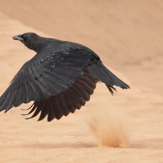 Dykuminis kranklys - Corvus ruficollis | Fotografas Gintautas Steiblys