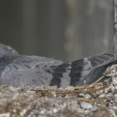 Naminis karvelis - Columba livia var. domestica, juv. | Fotografas Gintautas Steiblys