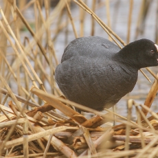 Paprastasis laukys - Fulica atra | Fotografas Gintautas Steiblys