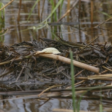 Ausuotojo krago - Podiceps cristatus lizdas | Fotografas Gintautas Steiblys