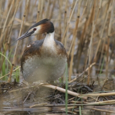 Ausuotasis kragas - Podiceps cristatus | Fotografas Gintautas Steiblys