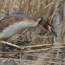 Ausuotasis kragas - Podiceps cristatus | Fotografas Gintautas Steiblys