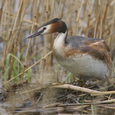 Ausuotasis kragas - Podiceps cristatus | Fotografas Gintautas Steiblys