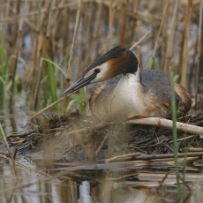 Ausuotasis kragas - Podiceps cristatus | Fotografas Gintautas Steiblys
