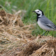 Baltoji kielė - Motacilla alba | Fotografas Gintautas Steiblys