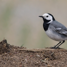 Baltoji kielė - Motacilla alba | Fotografas Gintautas Steiblys