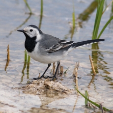 Baltoji kielė - Motacilla alba | Fotografas Gintautas Steiblys