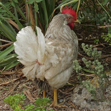 Naminė višta - Gallus gallus var. domesticus ♂ | Fotografas Gintautas Steiblys