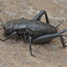 Dvidėmis svirplys - Gryllus bimaculatus, nimfa ♀ | Fotografas Gintautas Steiblys